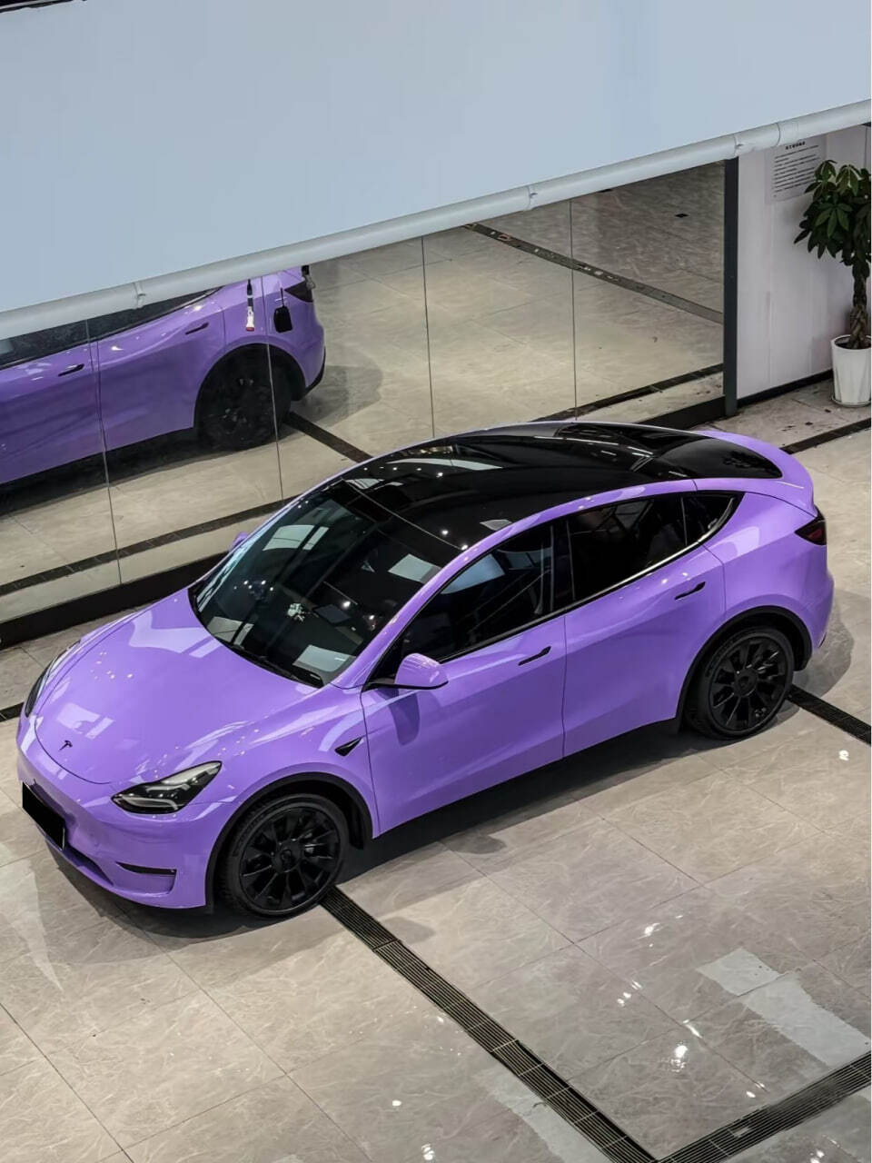 Lavender Purple